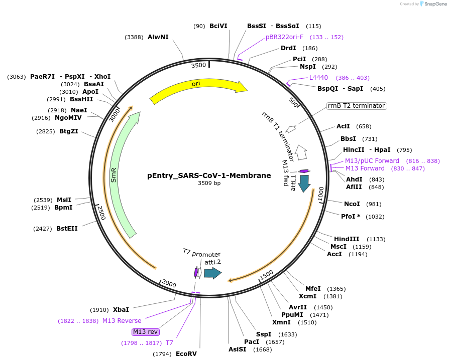 168840-plasmid-map-sequence-id-479274