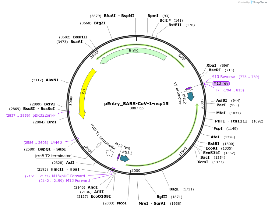 168844-plasmid-map-sequence-id-479276