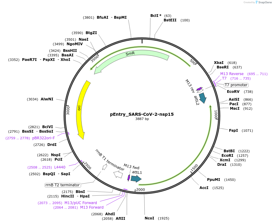 168875-plasmid-map-sequence-id-479285