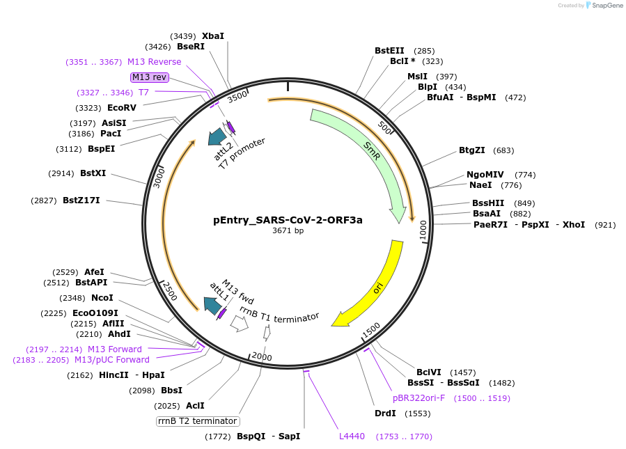168877-plasmid-map-sequence-id-479286