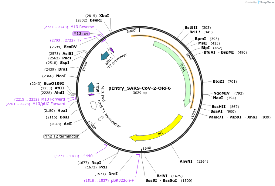 168881-plasmid-map-sequence-id-479289