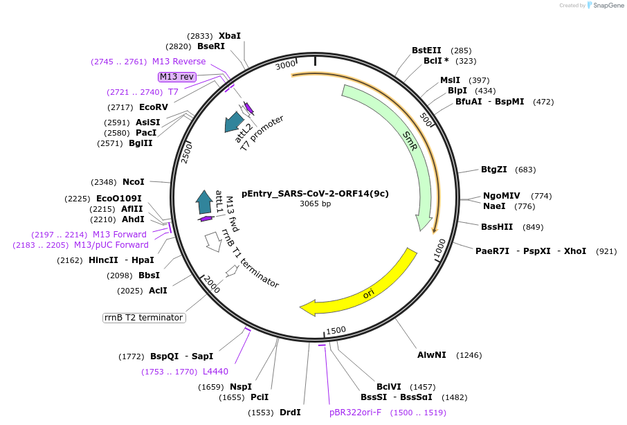 168887-plasmid-map-sequence-id-479290