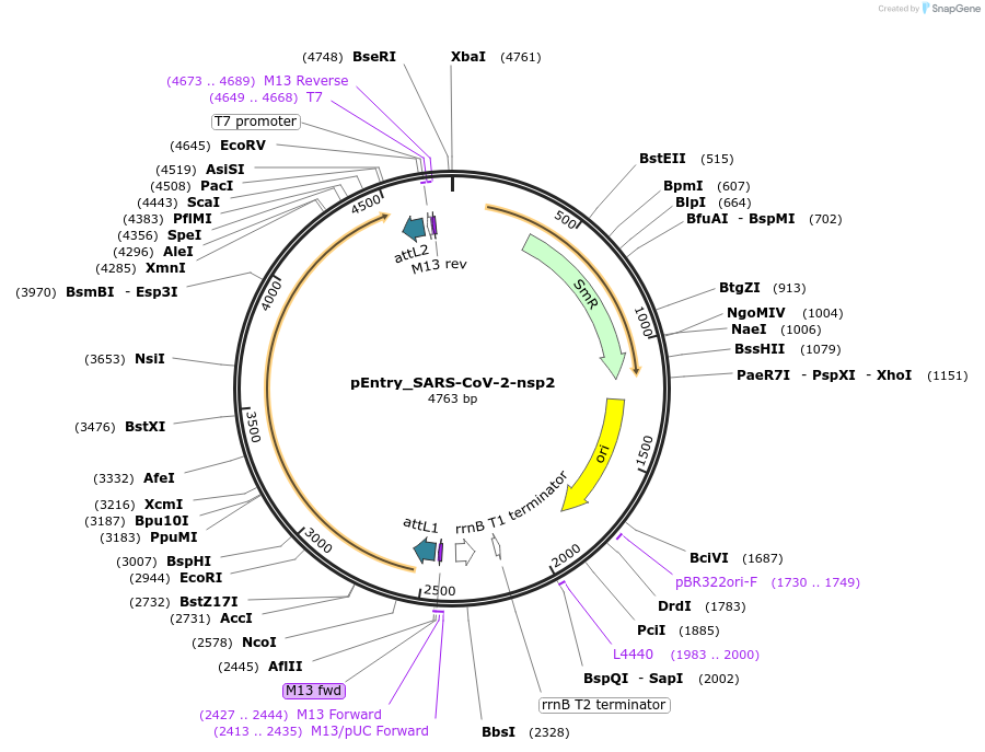 168889-plasmid-map-sequence-id-479291