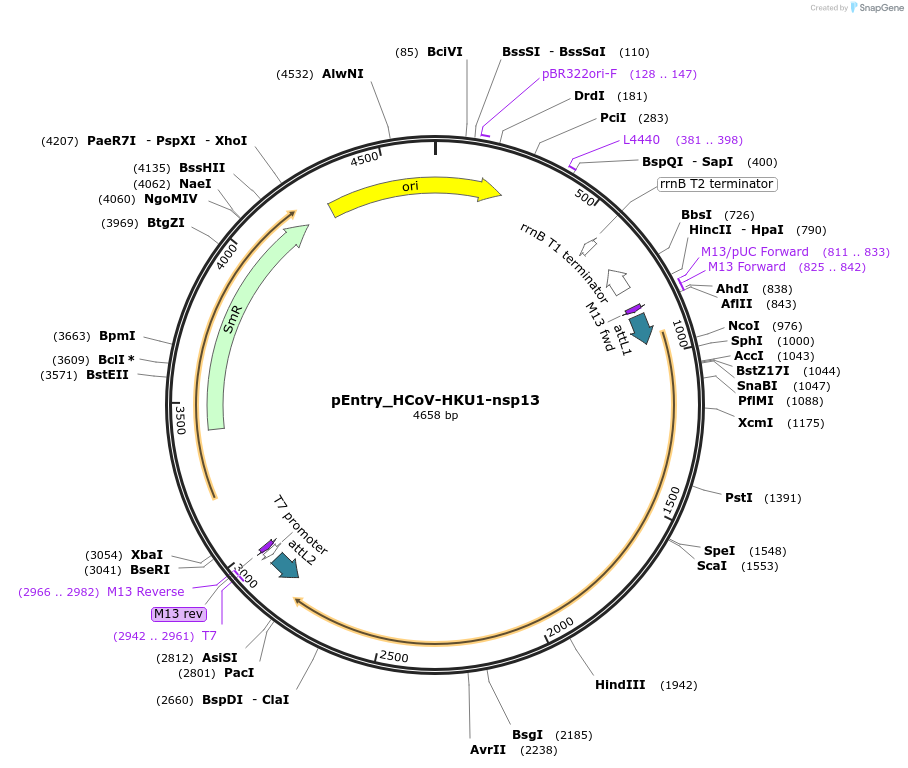 168910-plasmid-map-sequence-id-479298