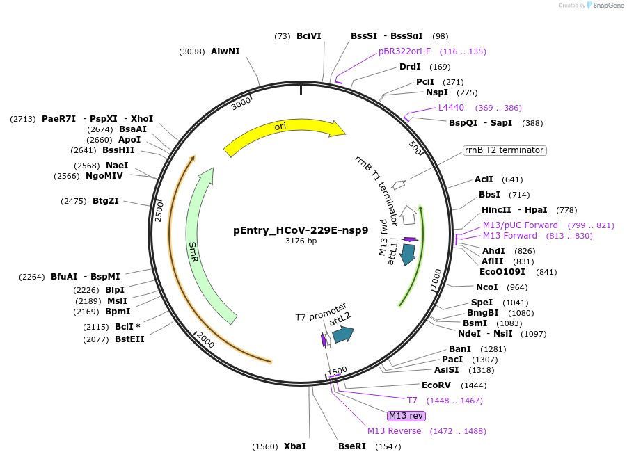 168958-plasmid-map-sequence-id-479299