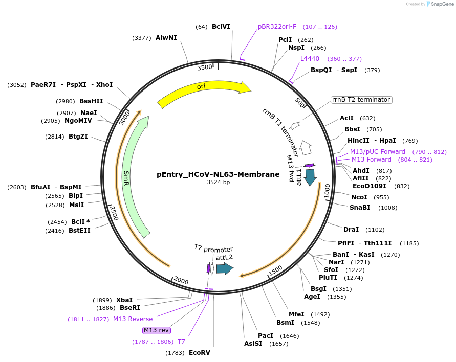 168925-plasmid-map-sequence-id-479300