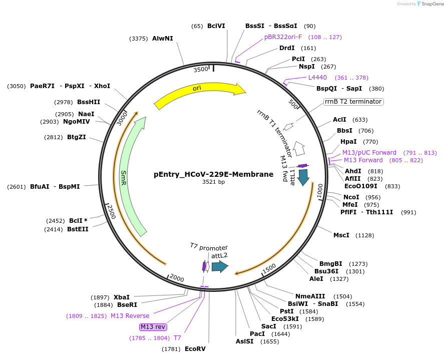 168966-plasmid-map-sequence-id-479302