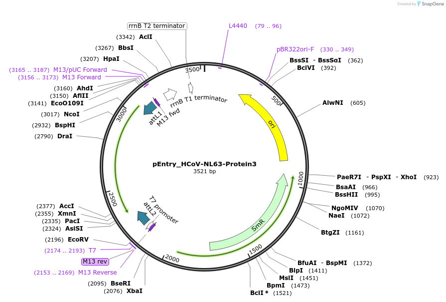 168923-plasmid-map-sequence-id-479311