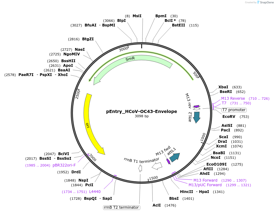168945-plasmid-map-sequence-id-479313