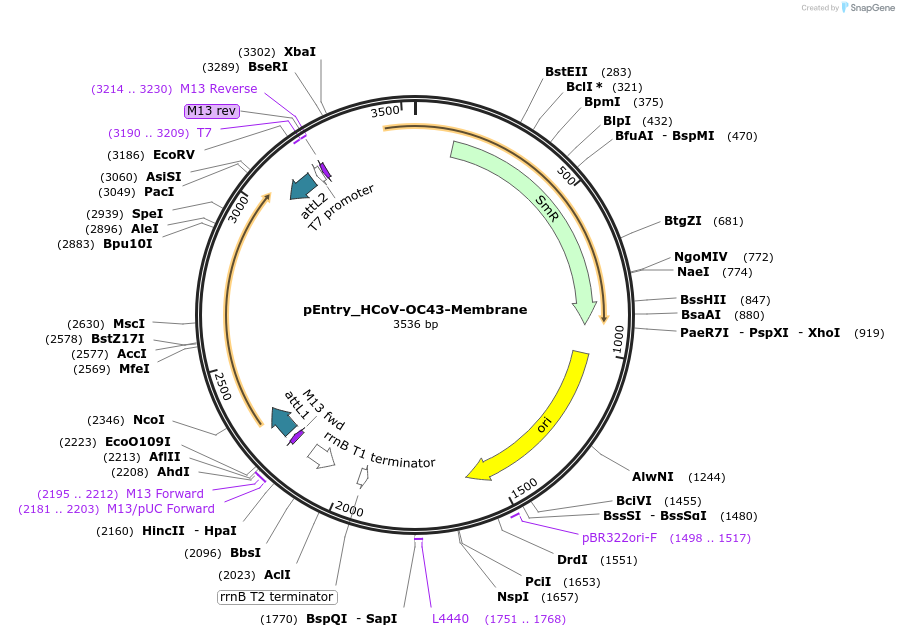 168946-plasmid-map-sequence-id-479314