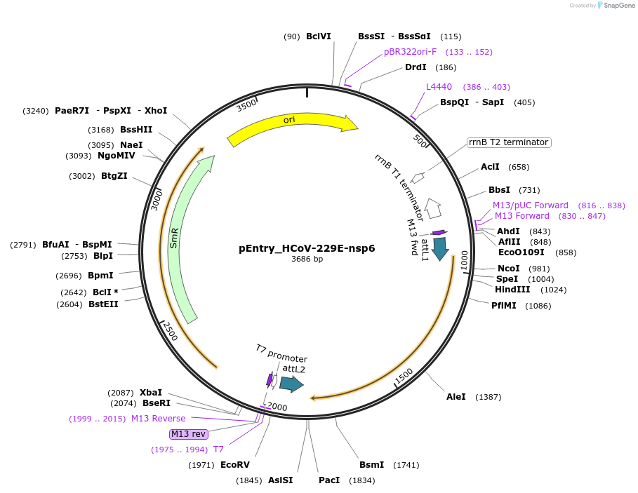 168955-plasmid-map-sequence-id-479315