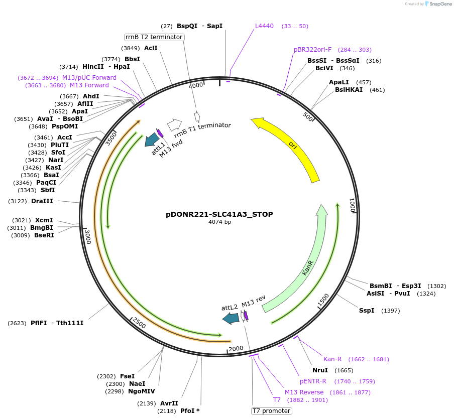 161332-plasmid-map-sequence-id-479317