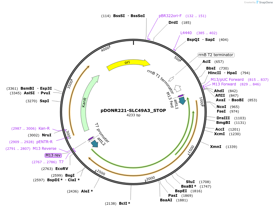 161334-plasmid-map-sequence-id-479318