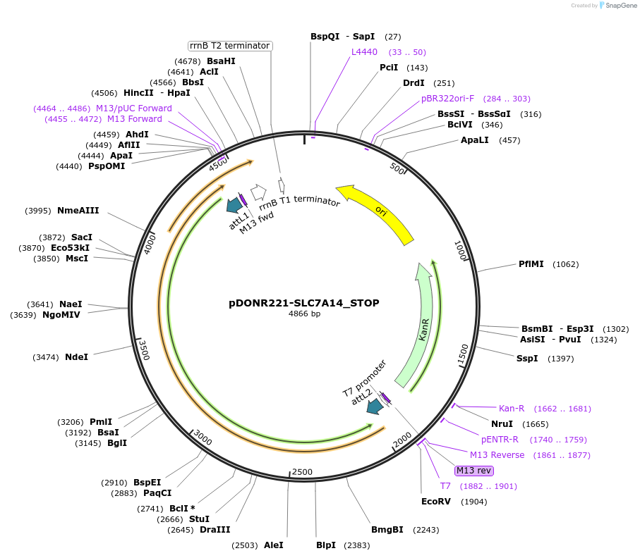 161339-plasmid-map-sequence-id-479319