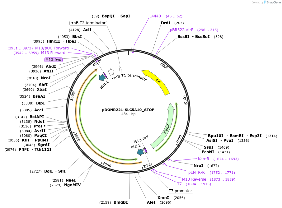 161371-plasmid-map-sequence-id-479322
