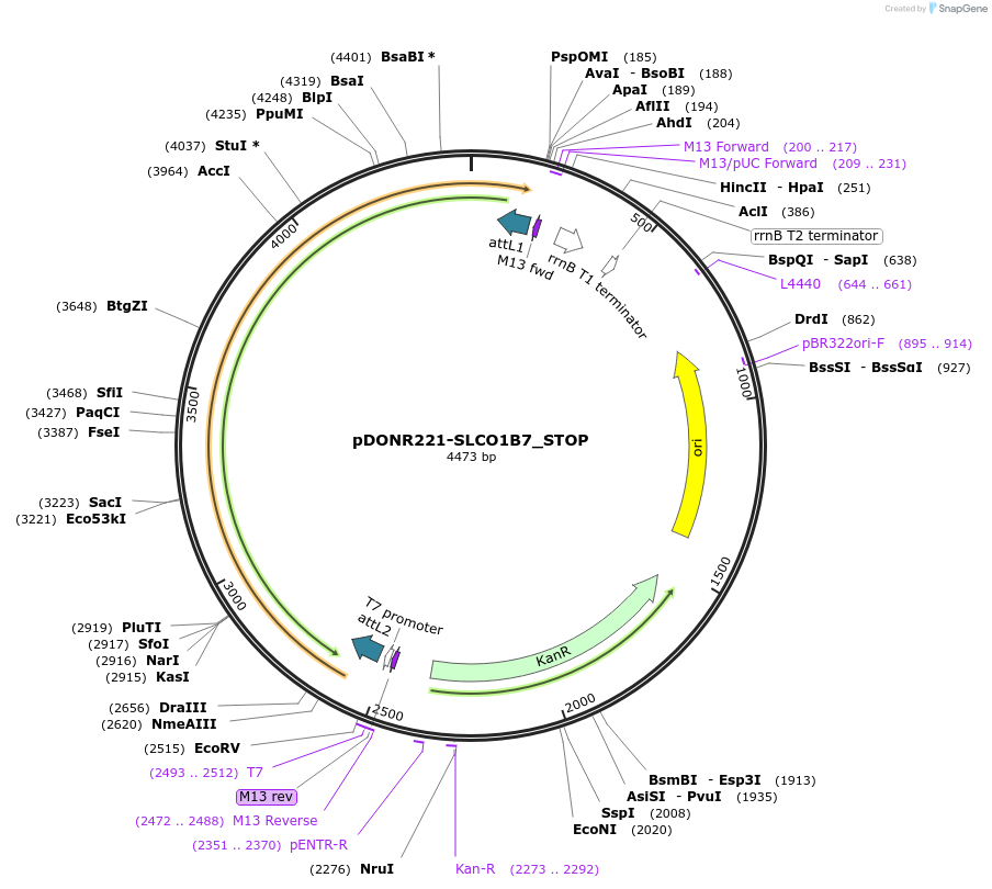 161378-plasmid-map-sequence-id-479323