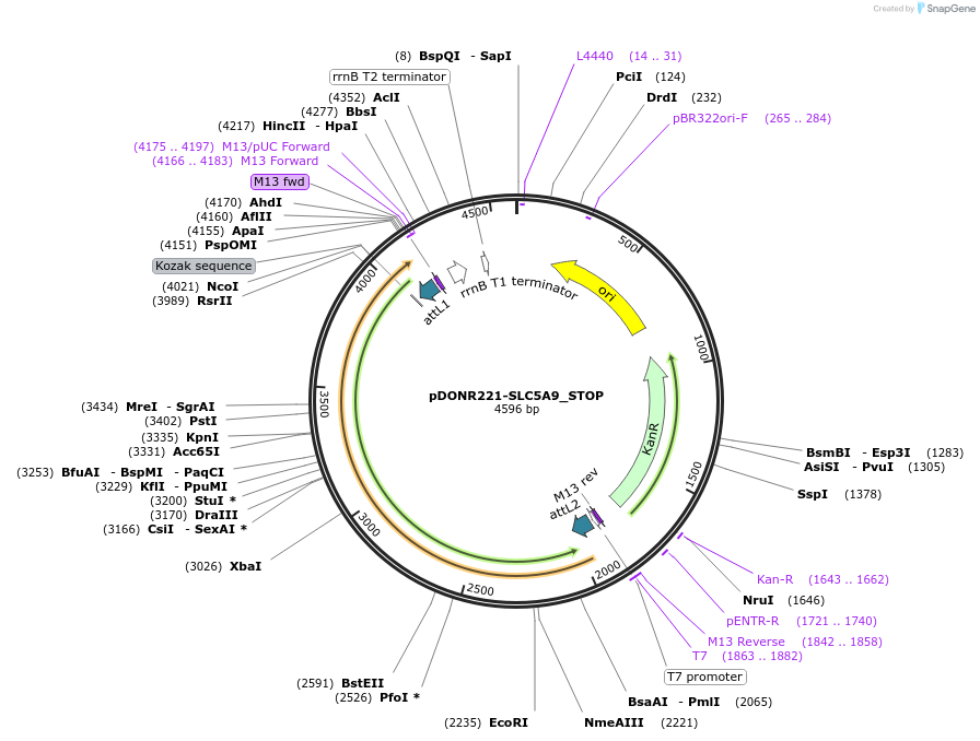 161396-plasmid-map-sequence-id-479329