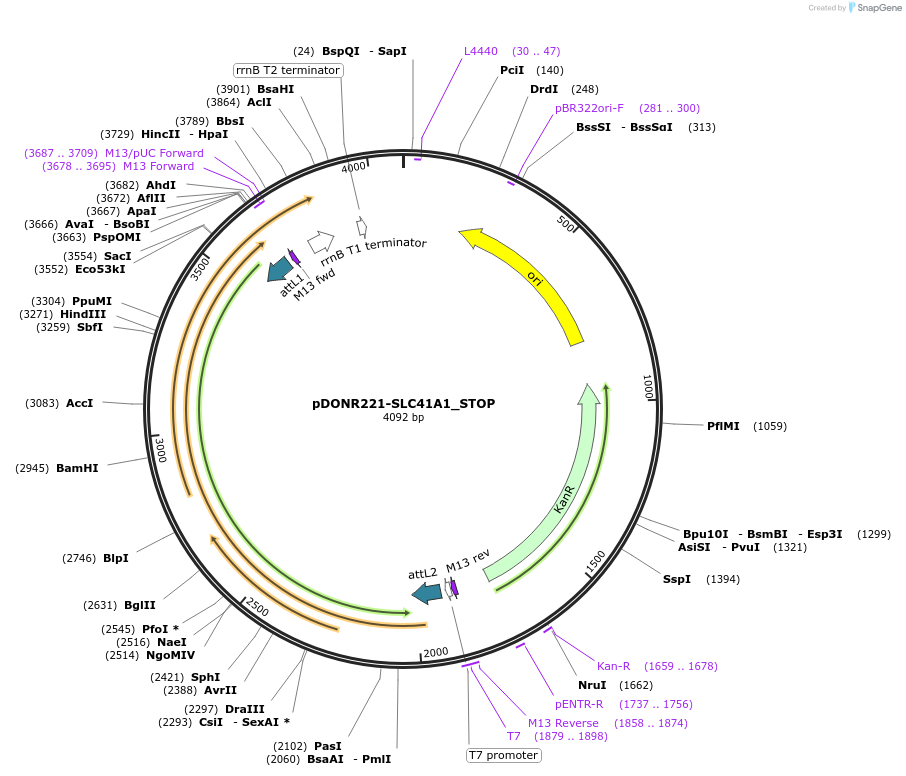 161403-plasmid-map-sequence-id-479331