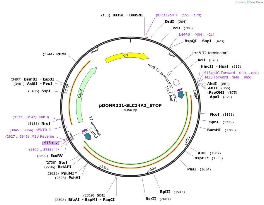 161242-plasmid-map-sequence-id-479335