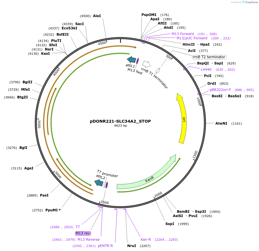 161254-plasmid-map-sequence-id-479339