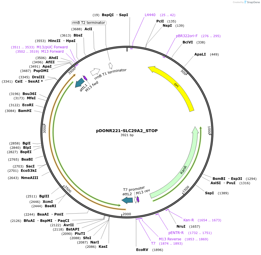 161305-plasmid-map-sequence-id-479346