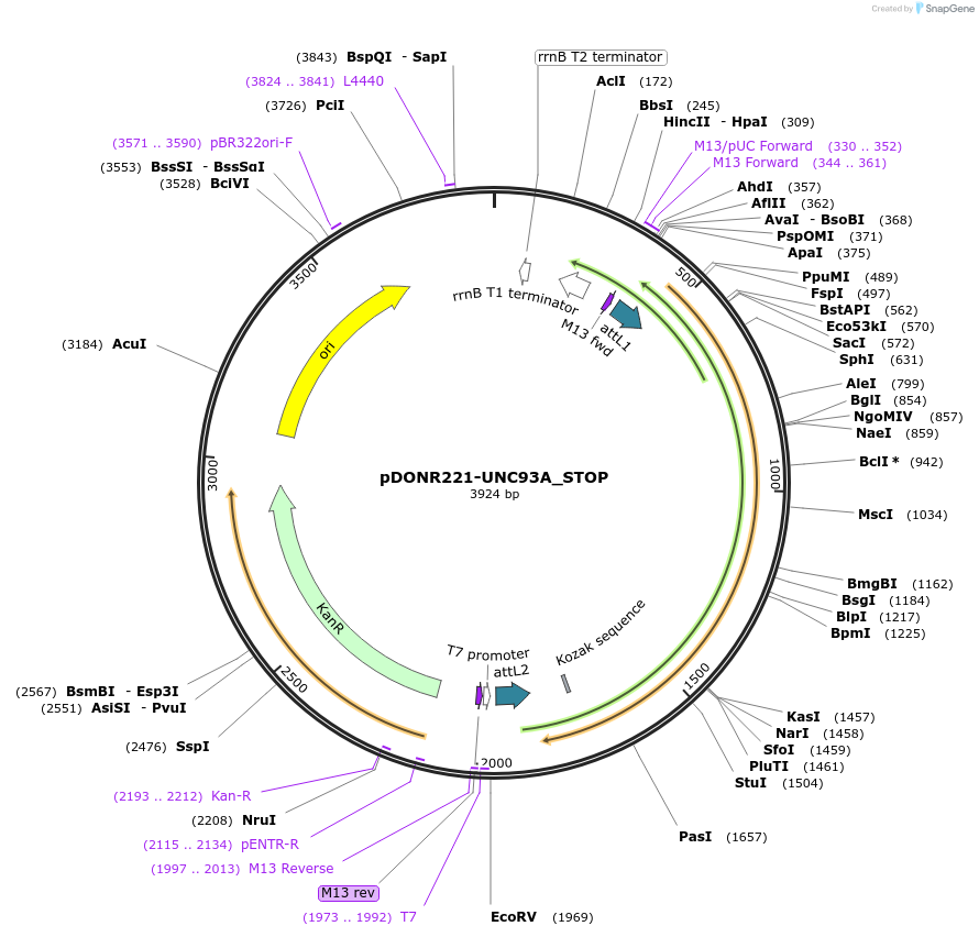 161448-plasmid-map-sequence-id-479352