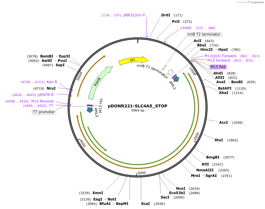 161450-plasmid-map-sequence-id-479353