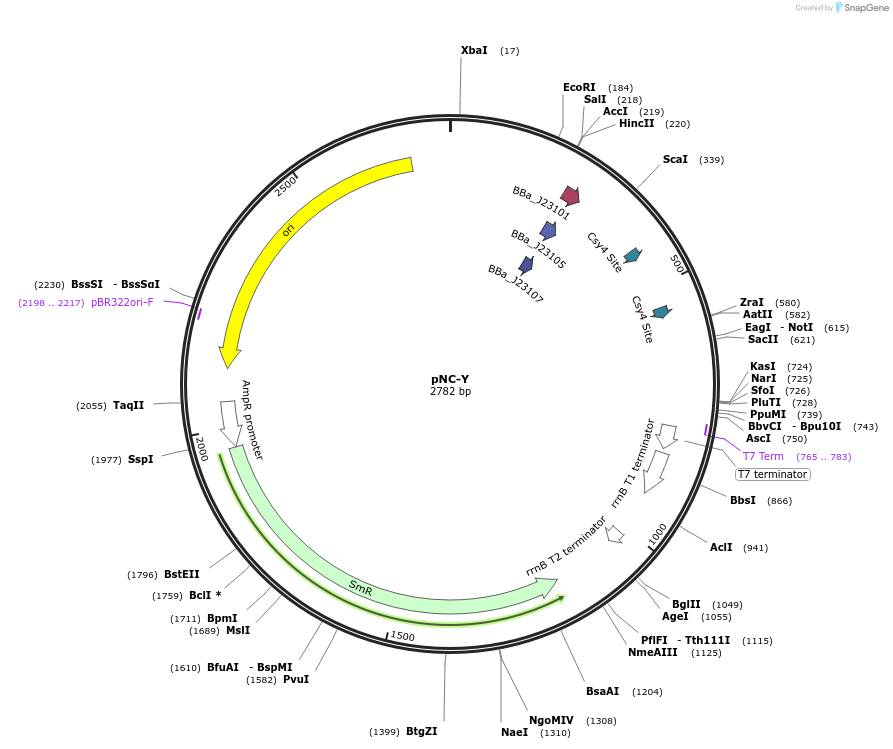 238998-plasmid-map-sequence-id-479360