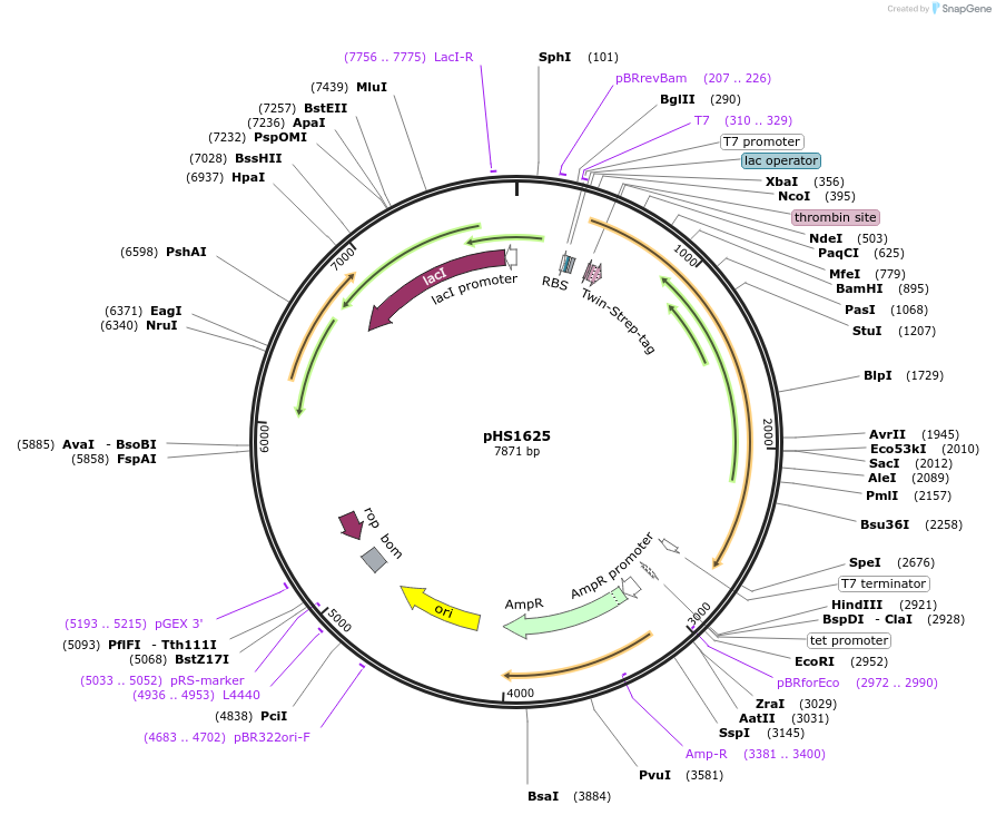 239834-plasmid-map-sequence-id-479361