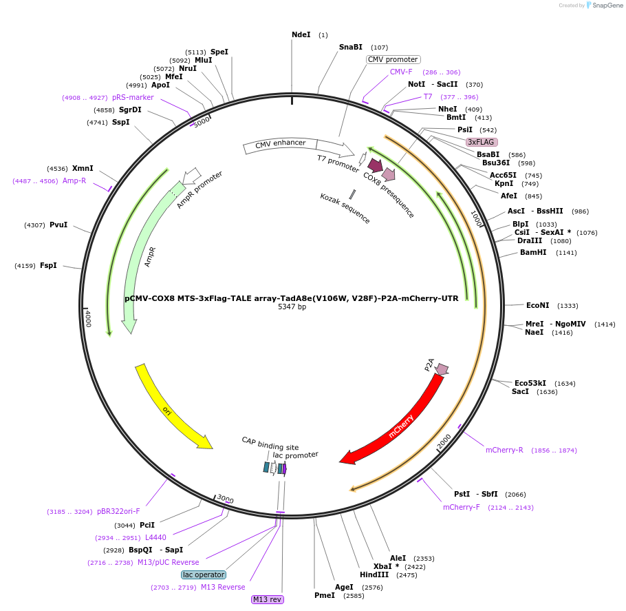 235203-plasmid-map-sequence-id-479363