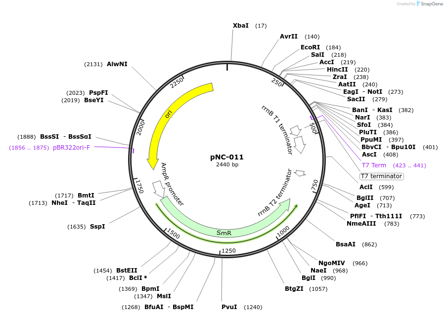 238997-plasmid-map-sequence-id-479399