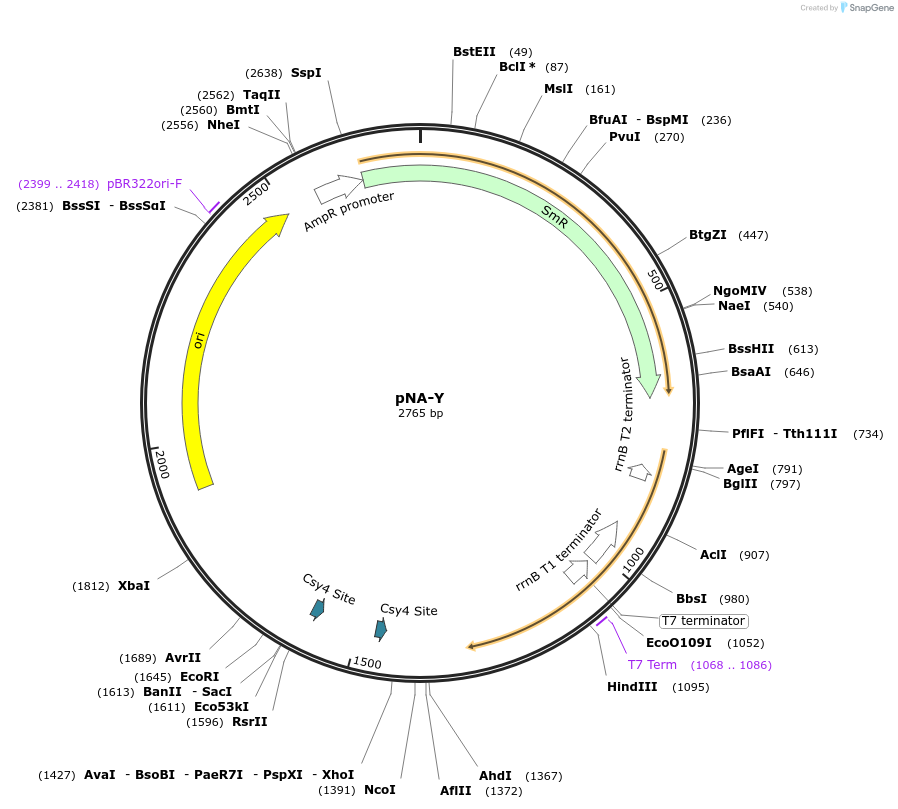238993-plasmid-map-sequence-id-479403