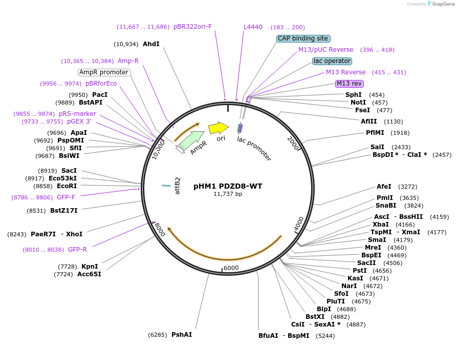 227832-plasmid-map-sequence-id-479406