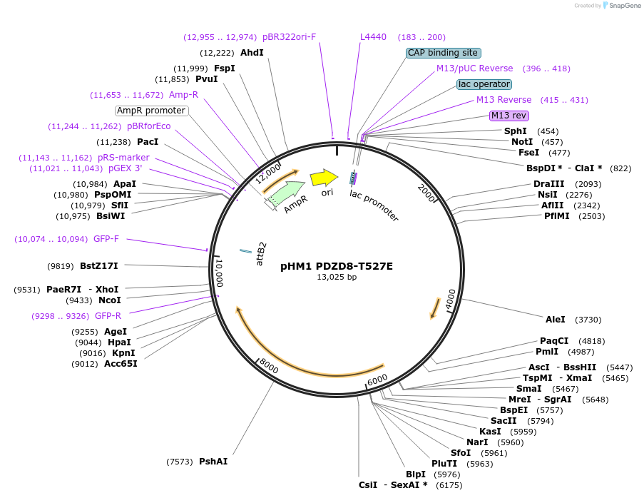 227835-plasmid-map-sequence-id-479408