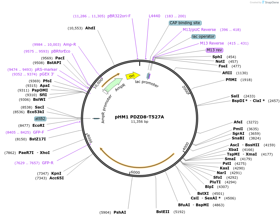 227833-plasmid-map-sequence-id-479409