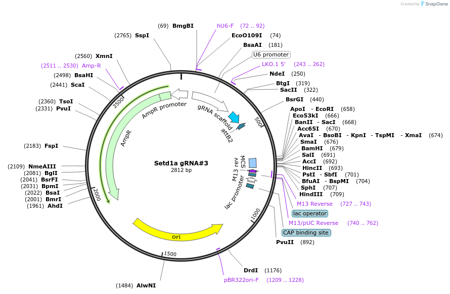 235252-plasmid-map-sequence-id-479441