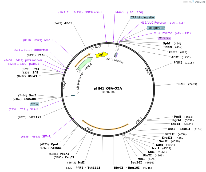 227836-plasmid-map-sequence-id-479443