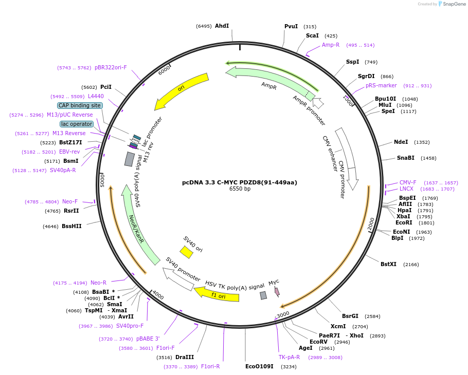 227868-plasmid-map-sequence-id-479447