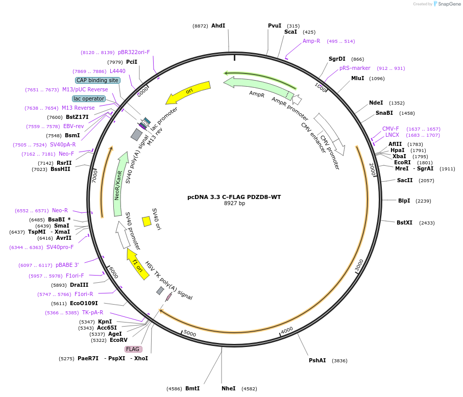 227838-plasmid-map-sequence-id-479448