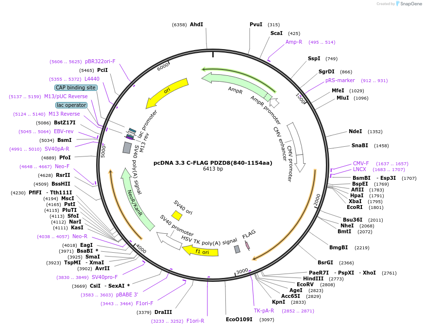 227855-plasmid-map-sequence-id-479450