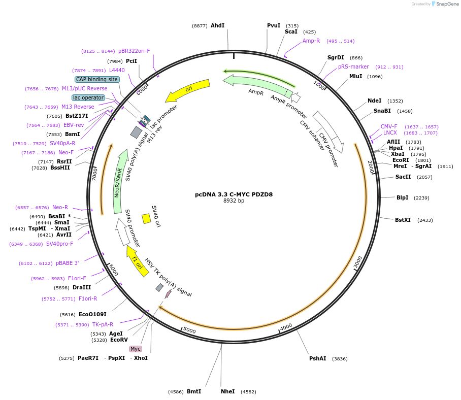 227873-plasmid-map-sequence-id-479452