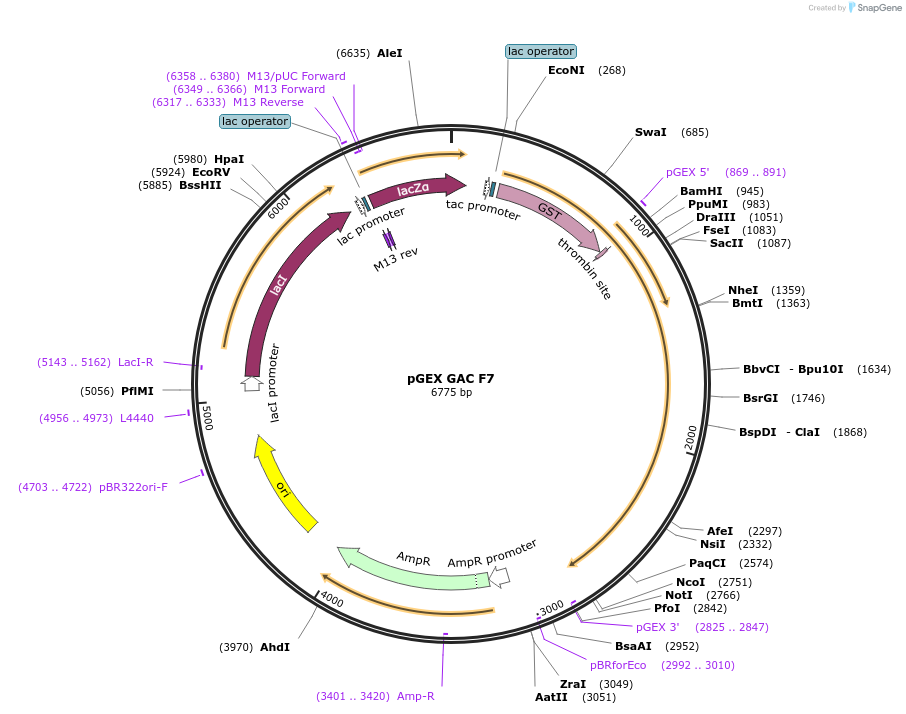 227829-plasmid-map-sequence-id-479453