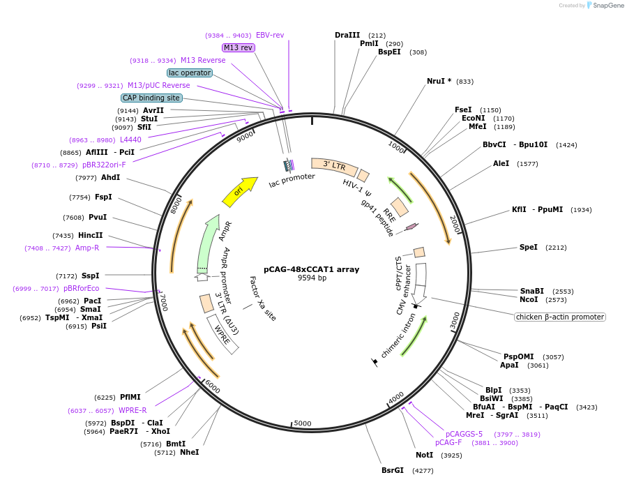 236369-plasmid-map-sequence-id-479454