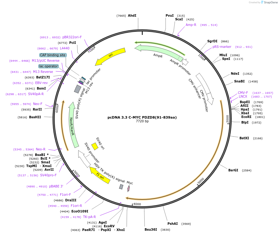 227869-plasmid-map-sequence-id-479457