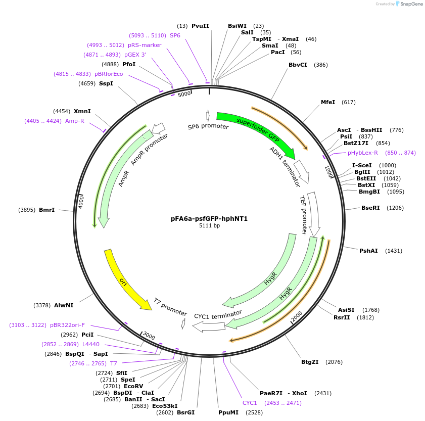 240552-plasmid-map-sequence-id-479466