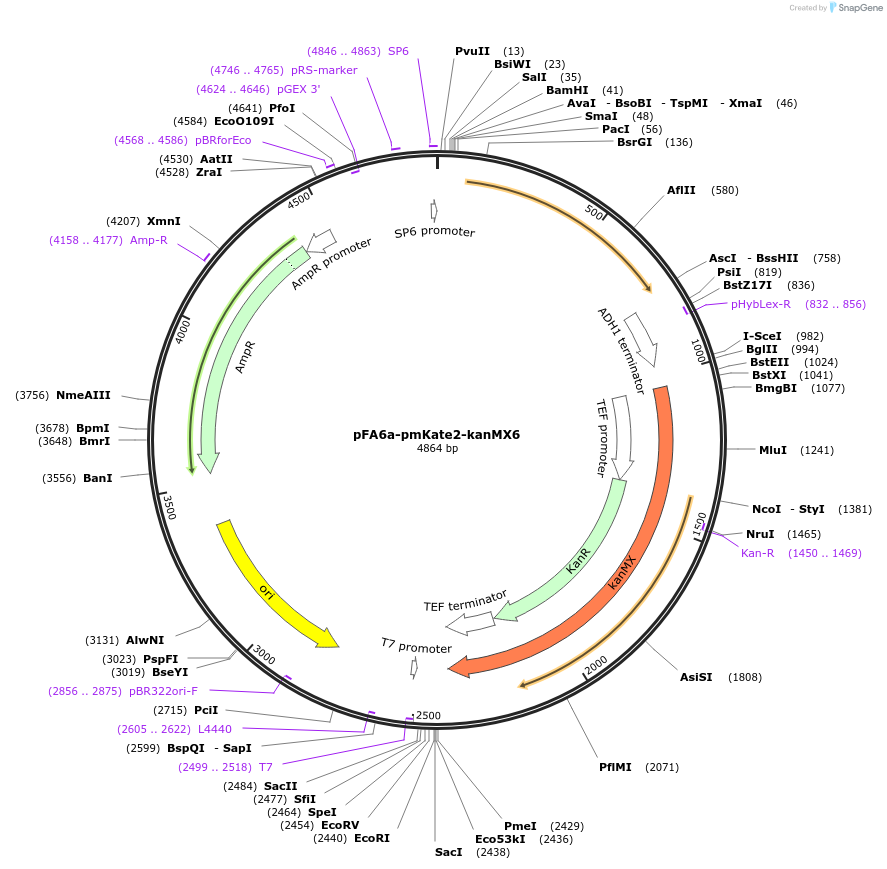 240553-plasmid-map-sequence-id-479467