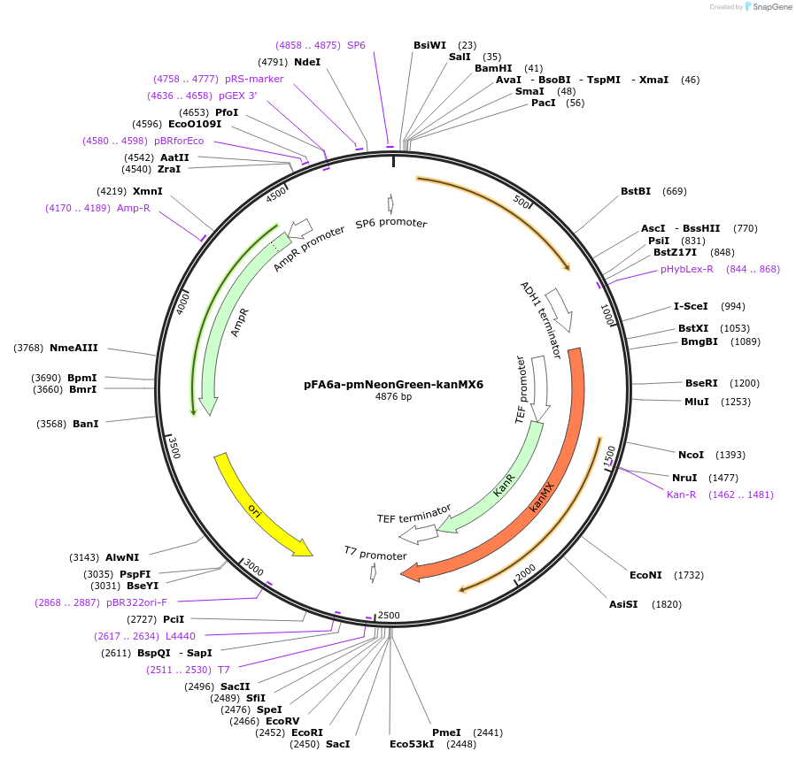 240549-plasmid-map-sequence-id-479468