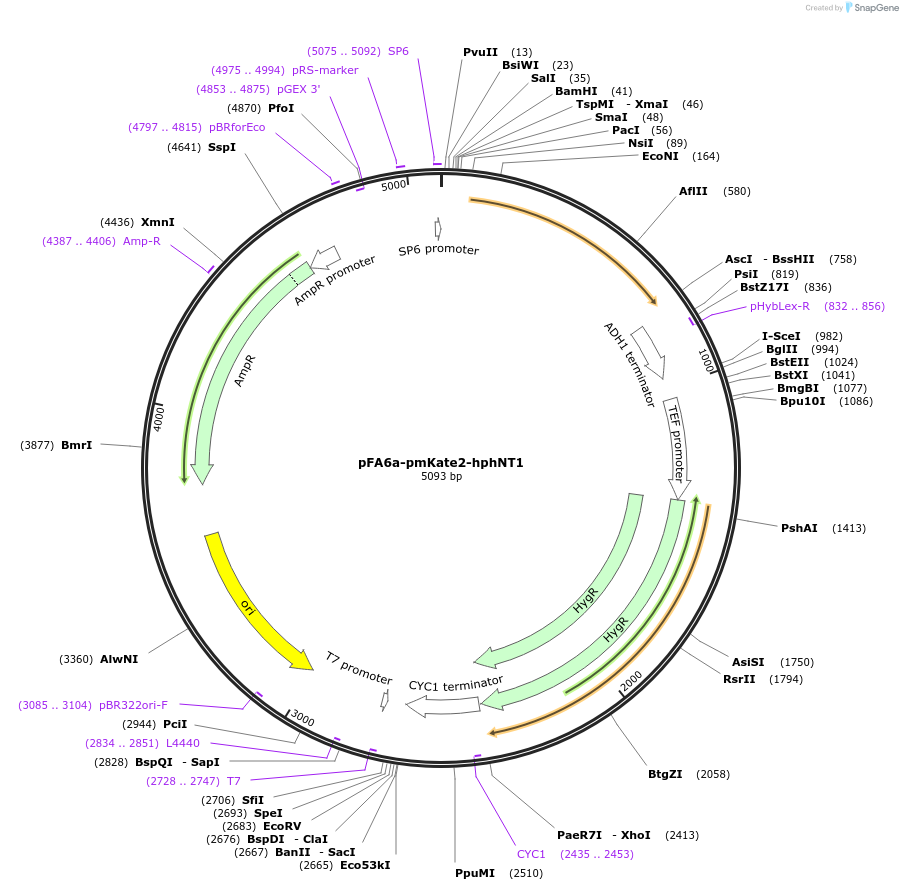 240554-plasmid-map-sequence-id-479469