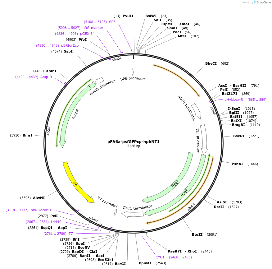240558-plasmid-map-sequence-id-479470