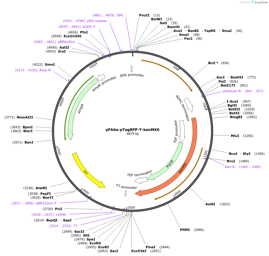 240555-plasmid-map-sequence-id-479472